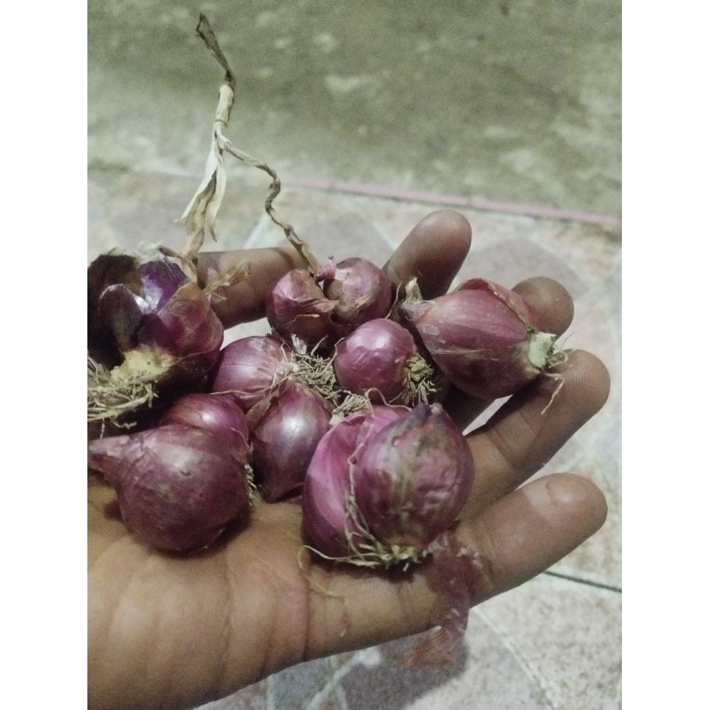 

bawang merah