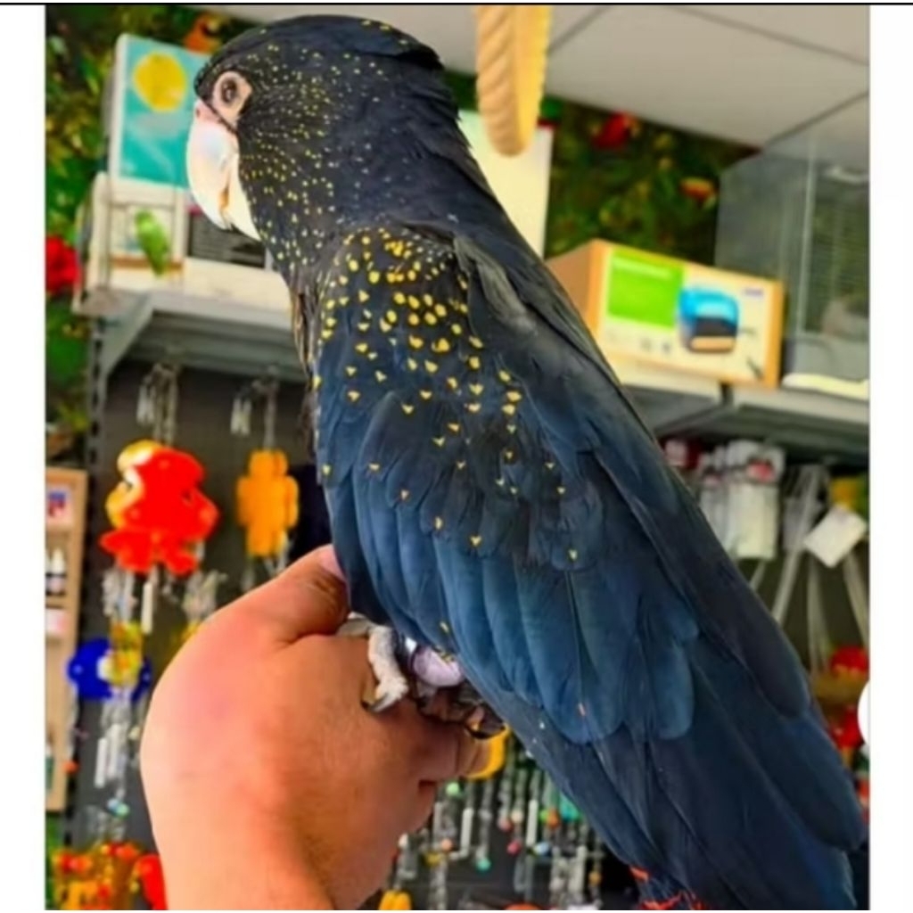 

promo Telur Macaw Bleck Galaxy siap menetas