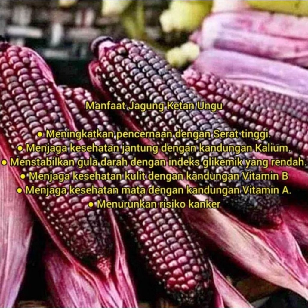 

Benih Jagung Ungu LILAC 22 F1