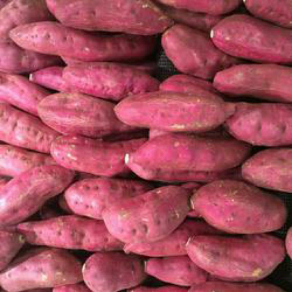 

ubi ungu dalam oren lebih manis 1kg perpaduan dari 2 jenis ubi ungu dan kuning