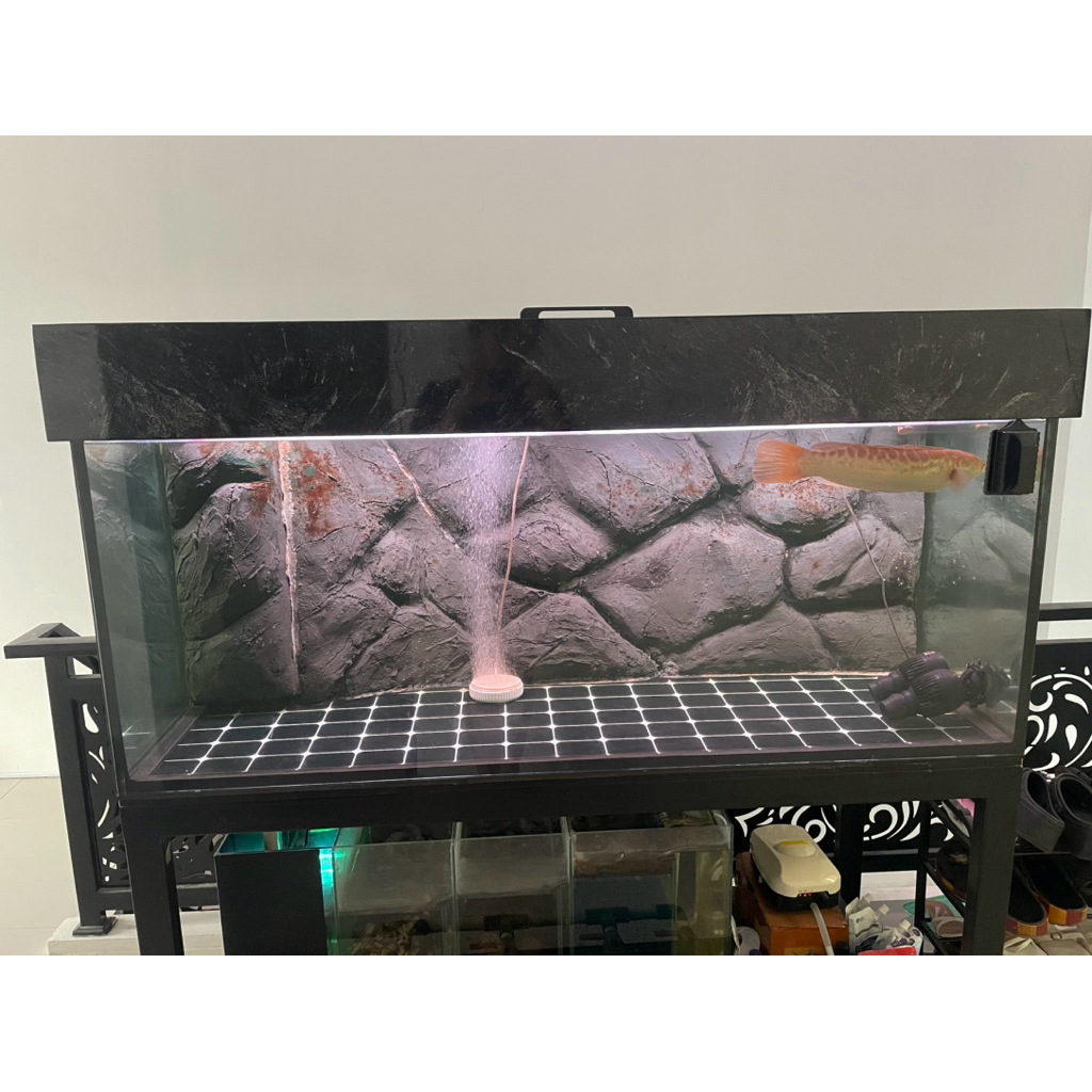 aquarium 150x60x60 sama ikan toman xanthic