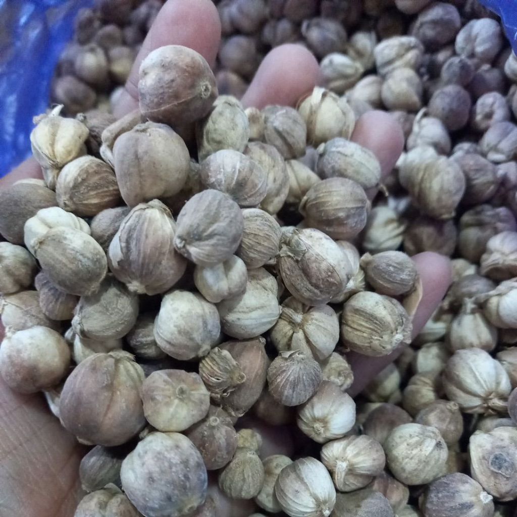 

KAPULAGA JAWA KERING ALAMI