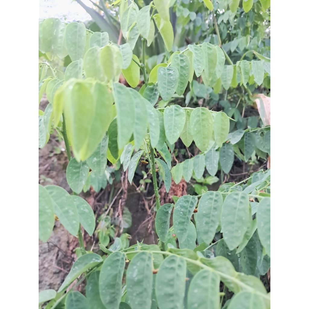

jual daun katuk segar untuk bikin ramuan herbal