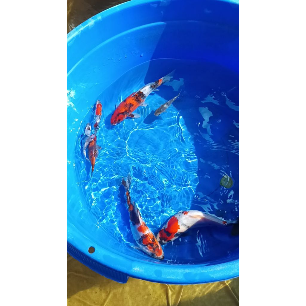 

showa sanke siro 11/12cm