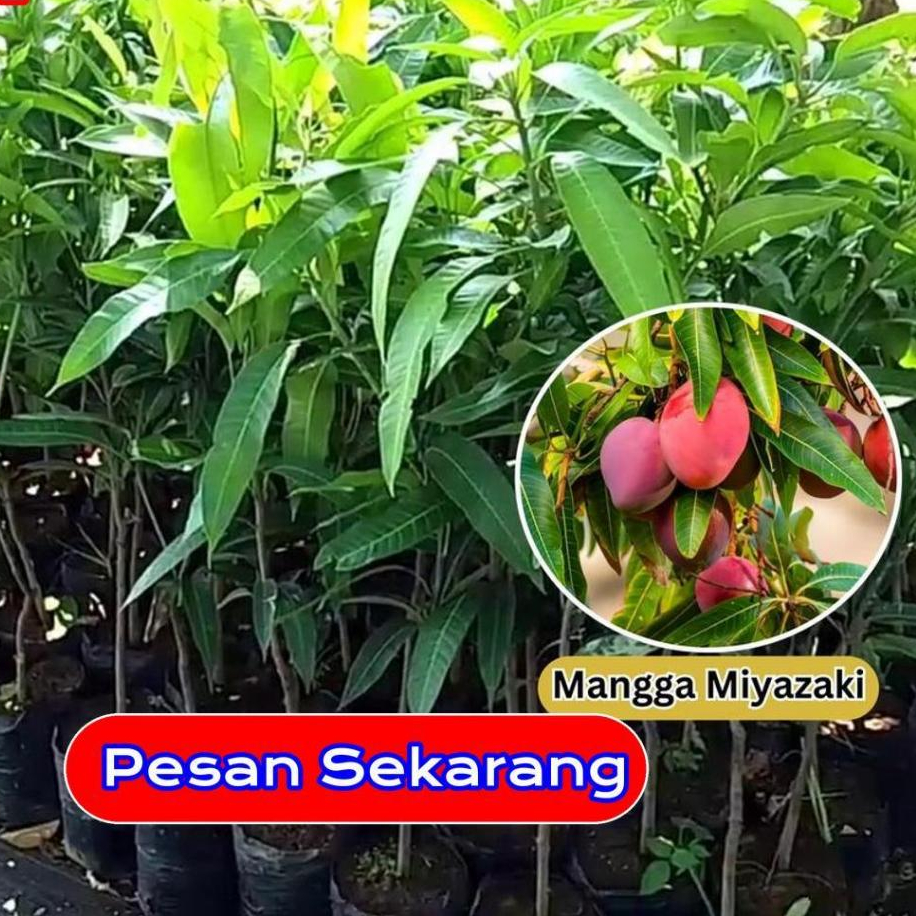 Bibit / Pohon Mangga Miyazaki Super Import | Okulasi | Garansi Cepat Berbuah