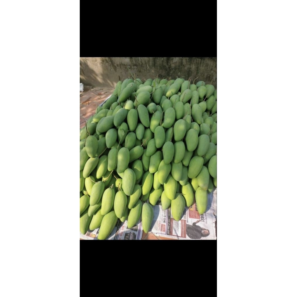 

Mangga Muda Golek Bijian