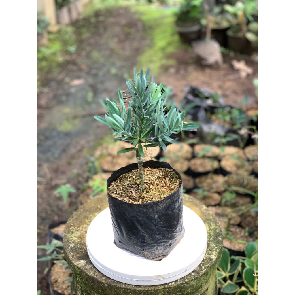 Bibit Bonsai Lohansung Blue Ice Grafting