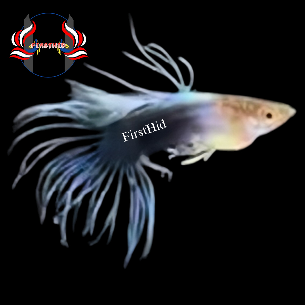 (LANGSUNG DI-KIRIM) Aksesoris Akuarium GUPPY HB Blue CT Half Black Crowntail penghias kolam