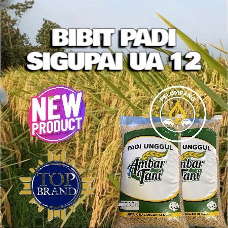 Bibit Benih Padi Unggul SIGUPAI UA 12 Kemasan 5kg