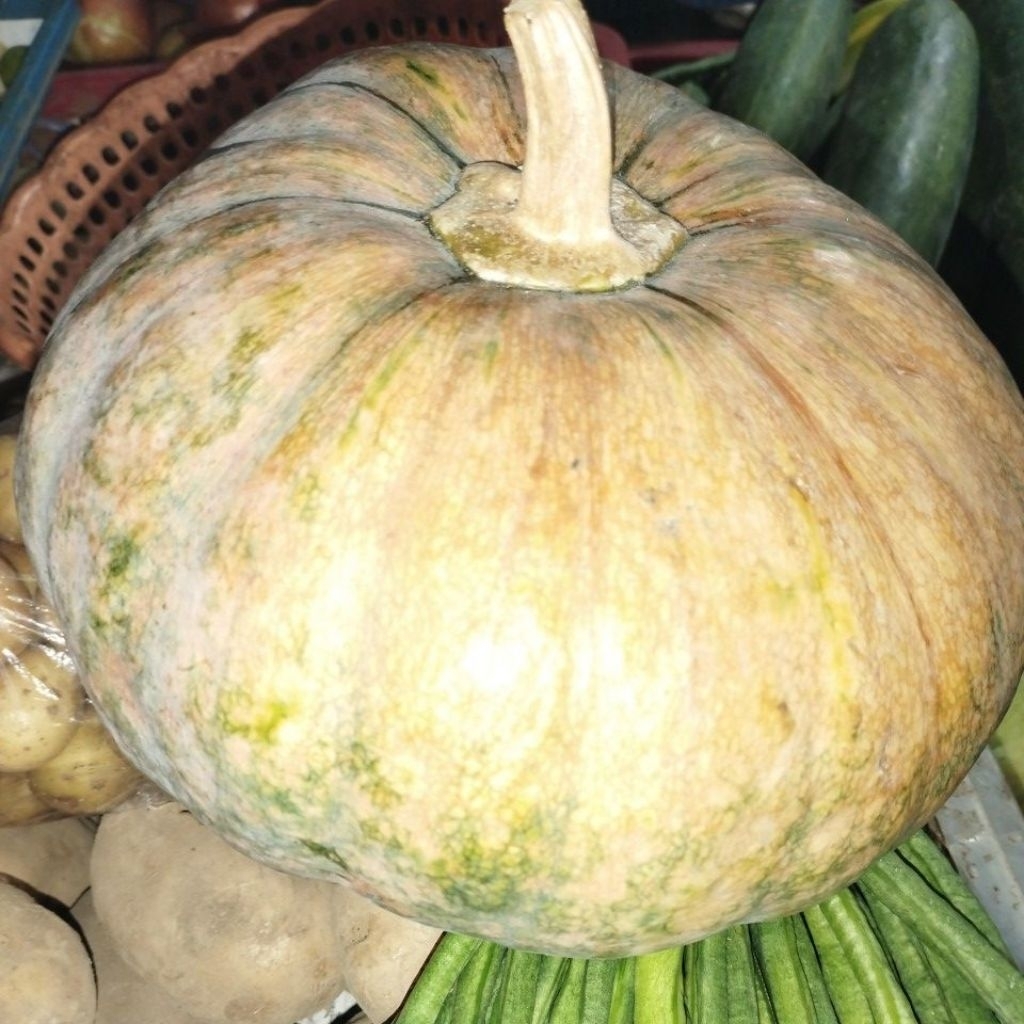 

Labu / Waluh Kuning per biji