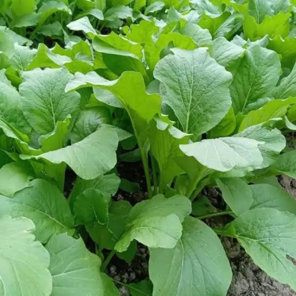 25 BIJI BIBIT BENIH SAWI HIJAU SAWI MANIS SAWI KAILAN