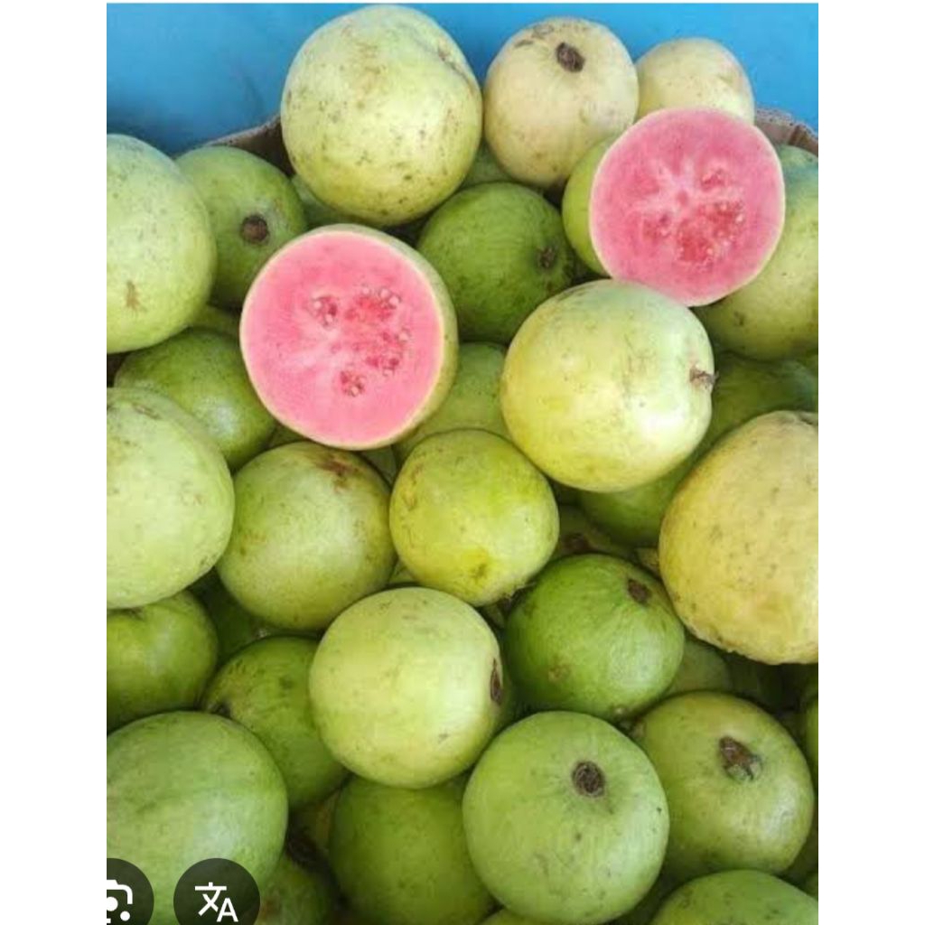 

jambu biji merah 1 kg