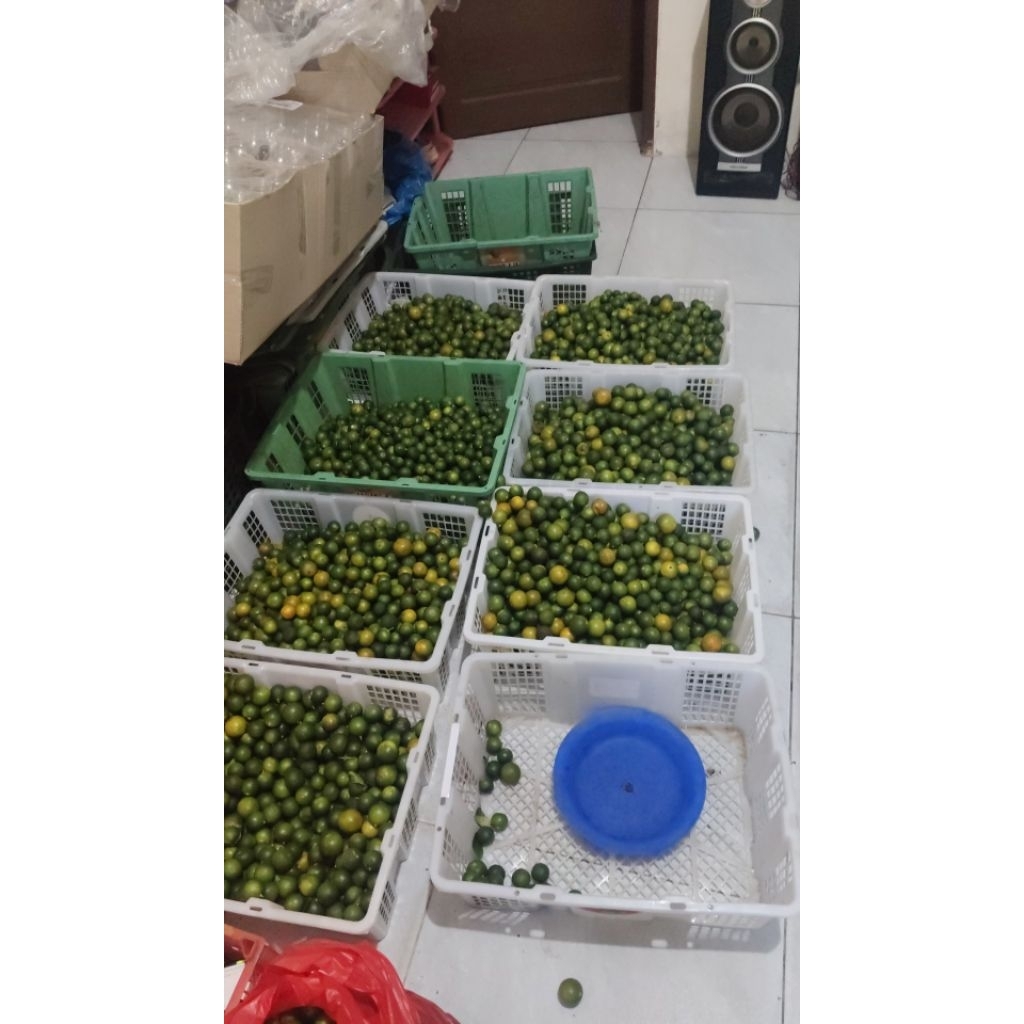 

JERUK SONKKT 100KG (HANYA NOTA)