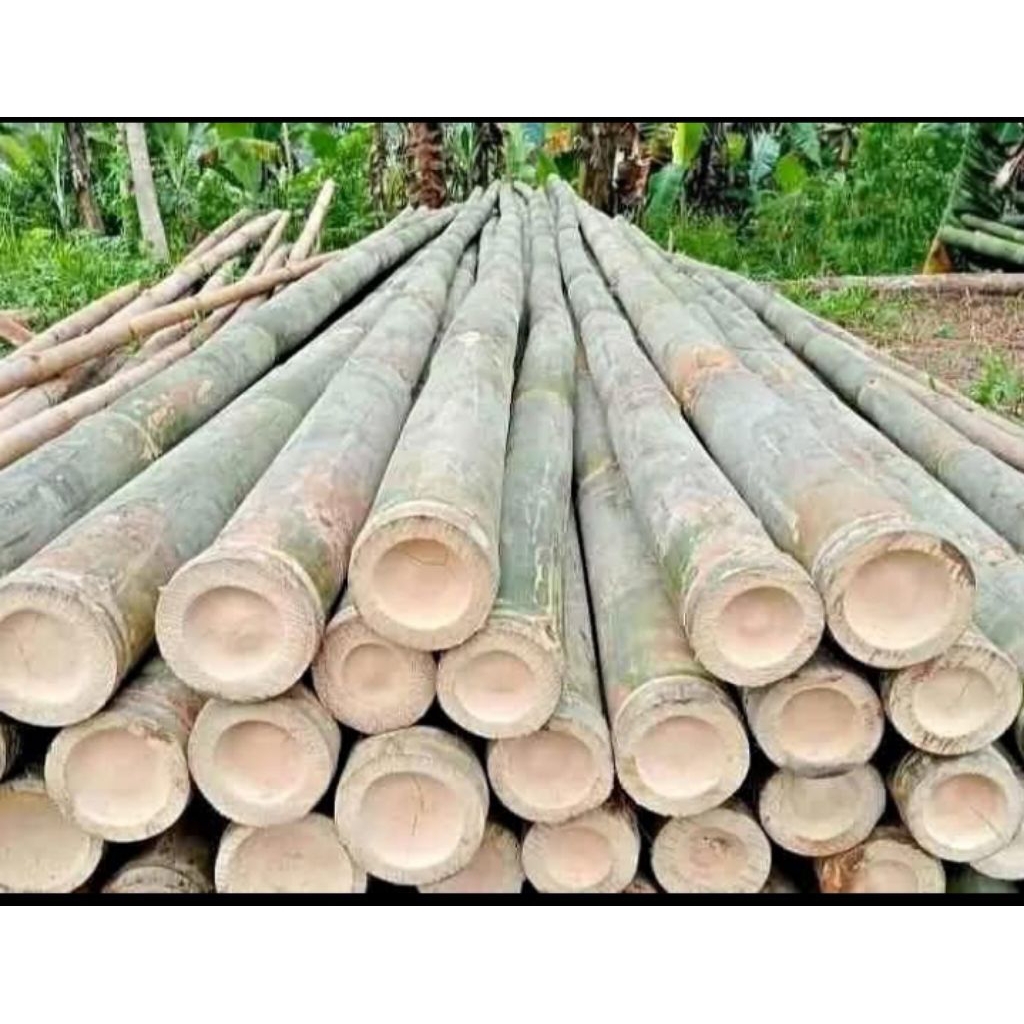 Bambu Gombong untuk kerajinan dan layang-layang panjang 70cm