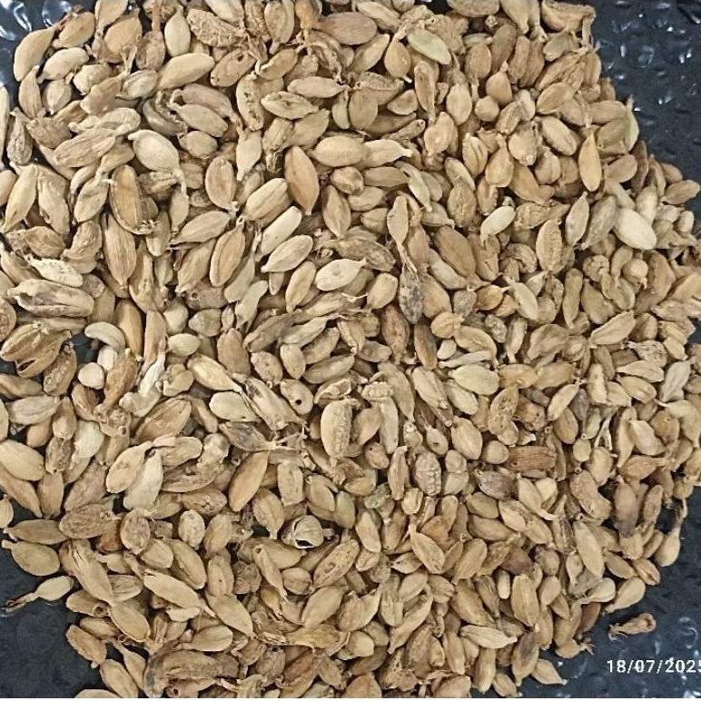 

Kapol India 100 & 250 gram