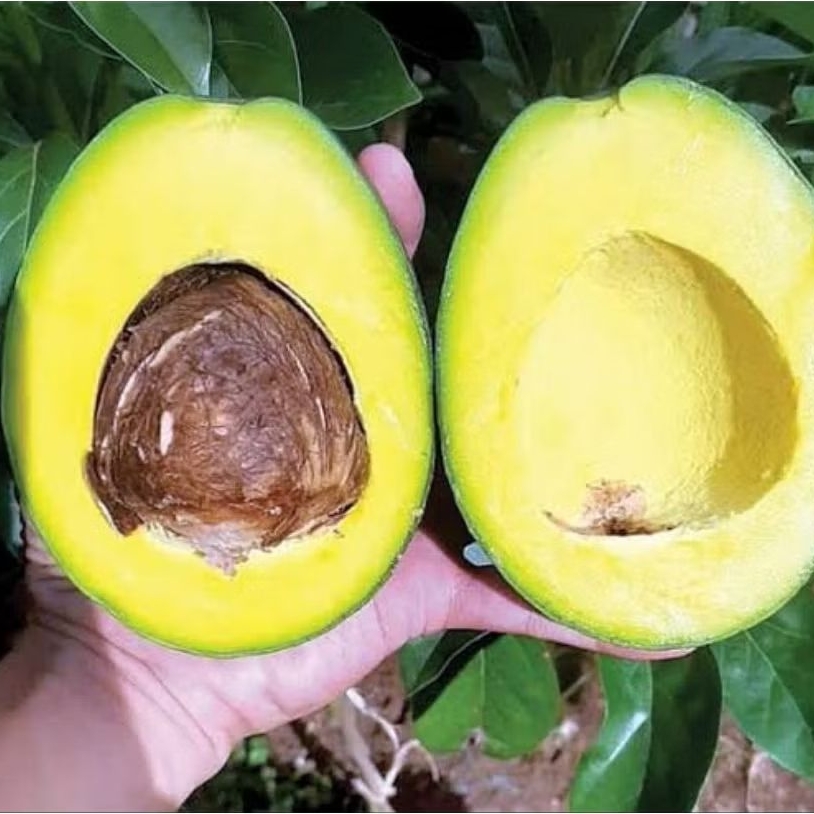 

Alpukat Mentega 500 grm 1 Kg isi 5-7