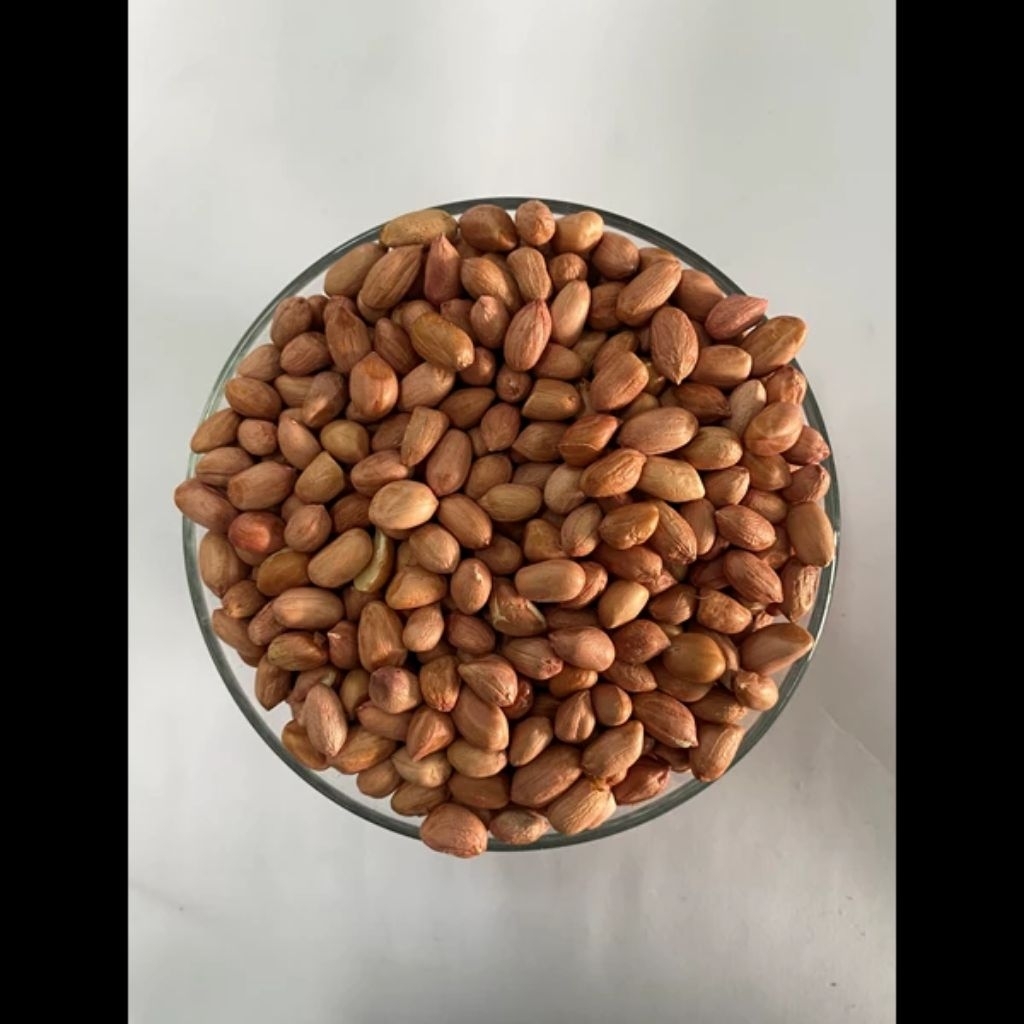 

kacang super slvg 5,5