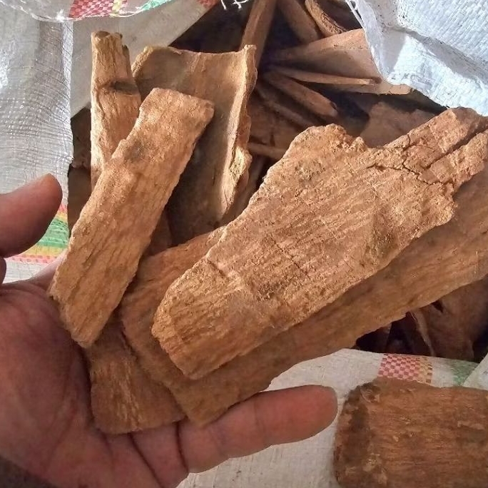 

Kulit Kayu Sintok Asli dan Kering