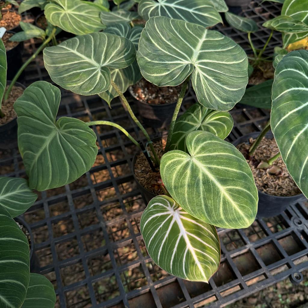 Tanaman Hias Premium Philodendron Gloriosum White Veins