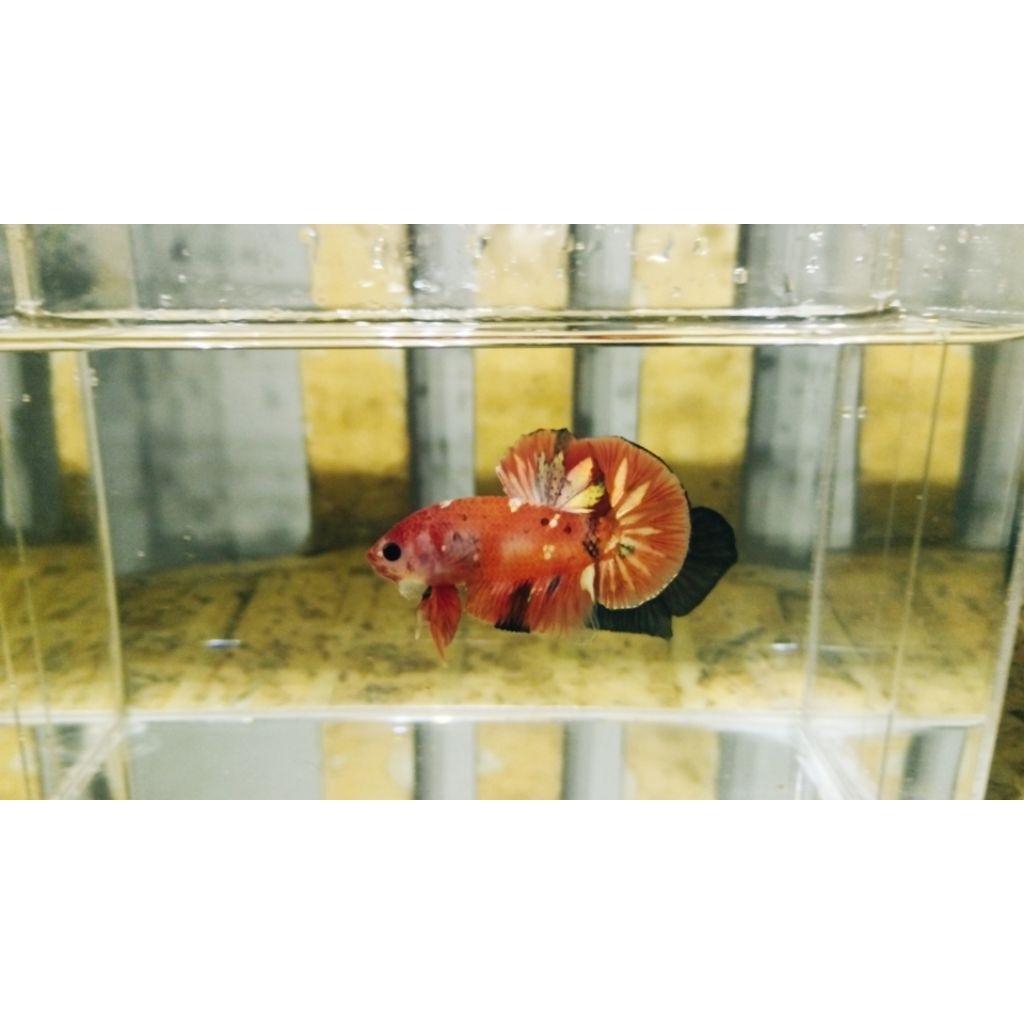 cupang nemo cooper 1 pasang