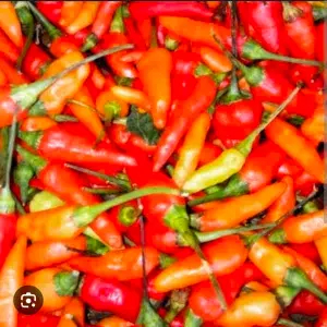 

cabe rawit merah 100gr