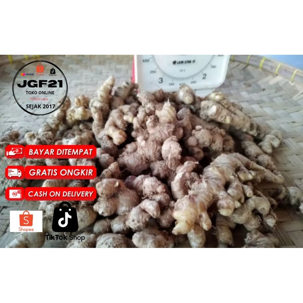 

TERLARIS NO.1 500Gr- JAHE EMPRIT - GAJAH- PARIS JURAGAN JAHE PUTIH ORGANIK