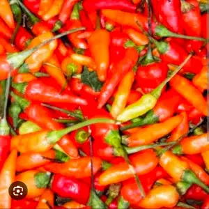 

cabe rawit merah 250gr