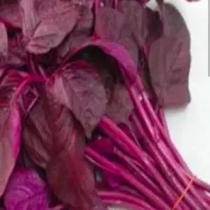 

BAYAM MERAH/SPINACH RED 3 IKAT