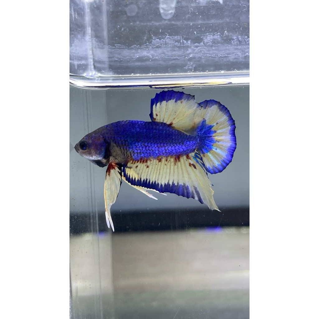Cupang MGV male betta