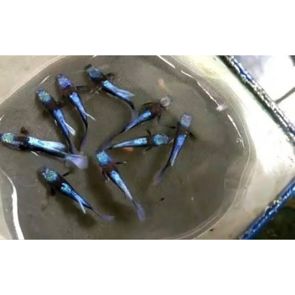 gambar Guppy blue koi