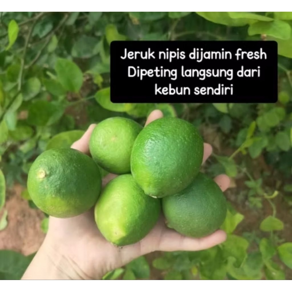 

READY JERUK NIPIS 500GR