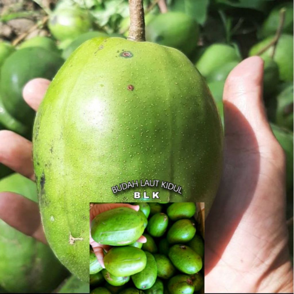 

buah kedondong | Buah kedondong jumbo | buah kedondong jumbo | Beli 10 bonus 500 gram | 1 pcs = 1kg | beli 10 bonus 500 gram