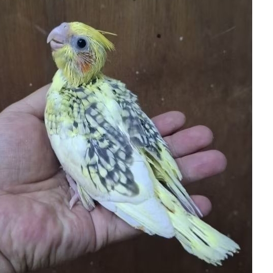 Lolohan falk parkit australia jinak baby falk warna cerah