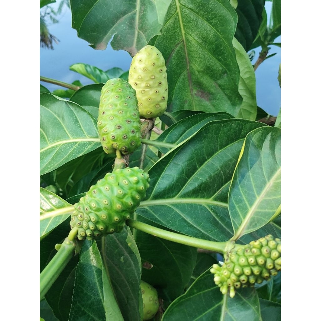 

buah mengkudu/noni