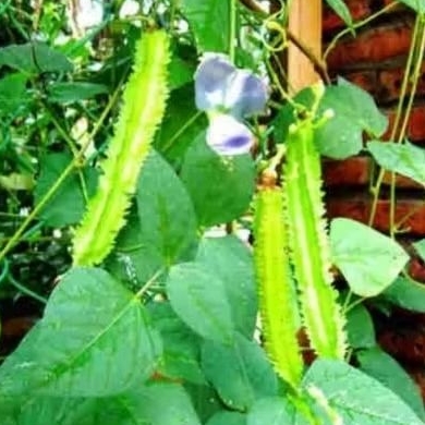 

sayur kecipir fresh langsung di petik dari kebun freshh 500gr