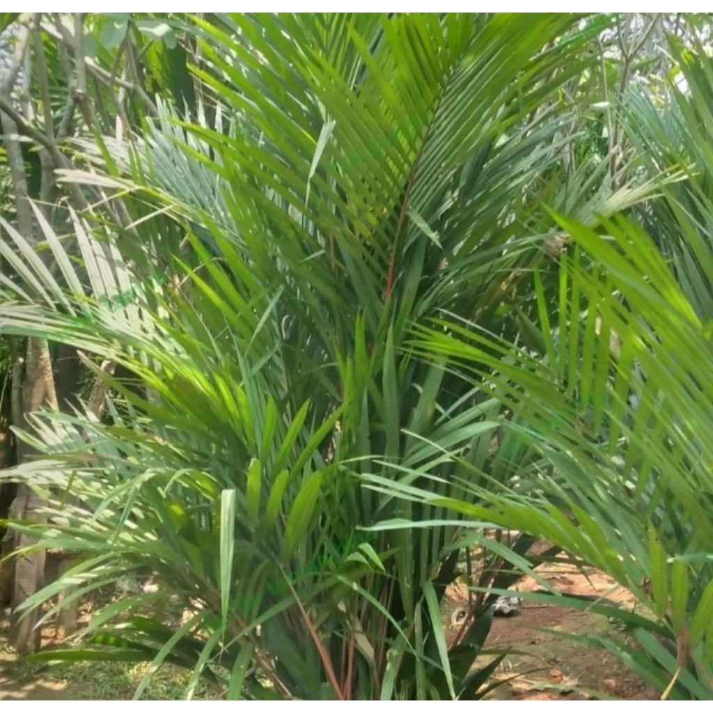 pohon palem merah tinggi 1 meter 50 cm