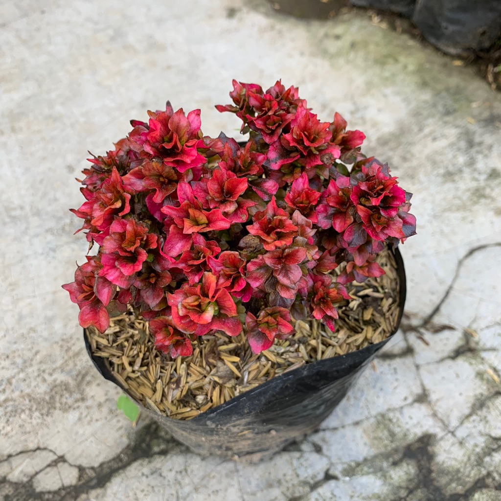 Tanaman Hias Krokot Mawar Merah mini - Tanaman Hias Daun Krokot mawar Mini