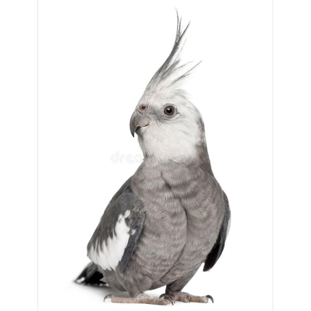 

Telur burung Falk australi white face fertil siap ditetaskan