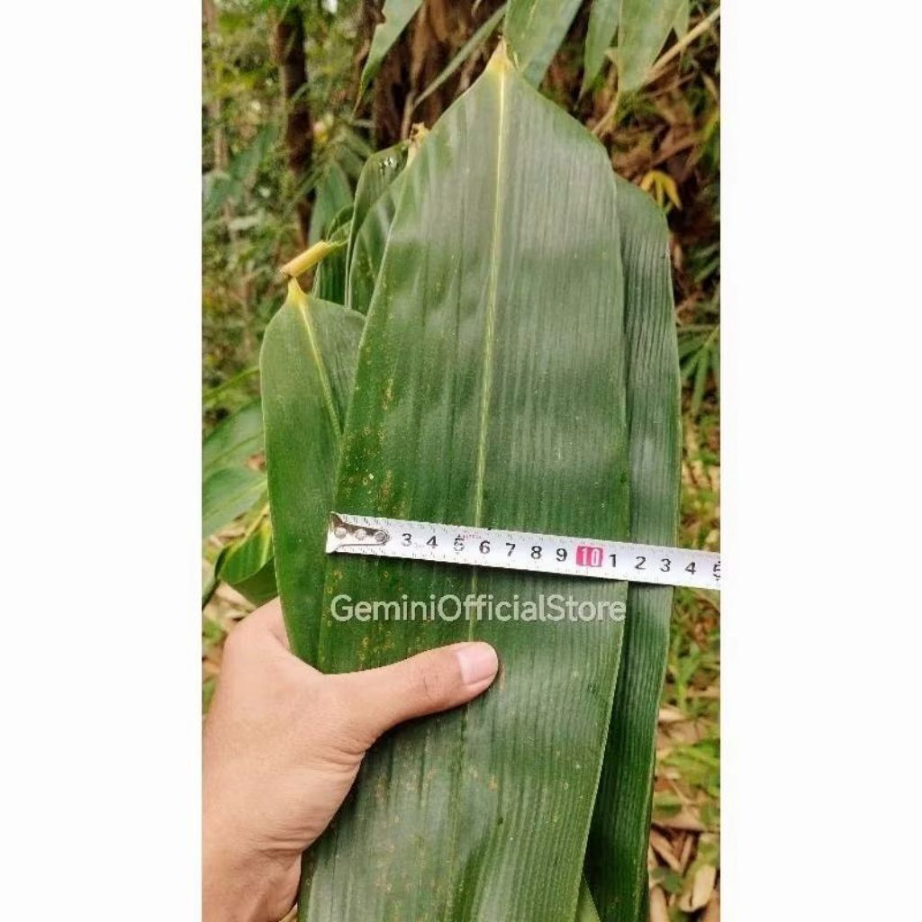 

daun bambu jumbo segar bungkus bacang isi 50 lembar