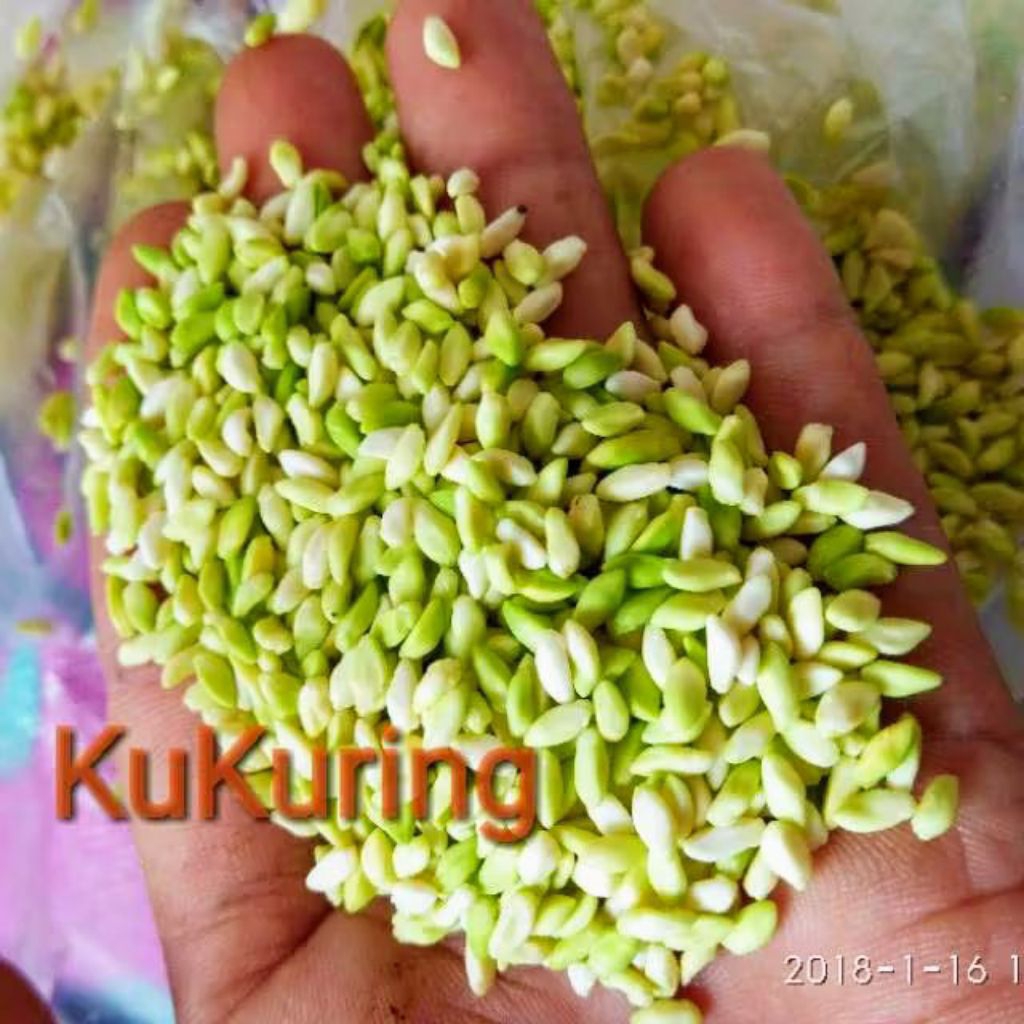 

bunga pinang 100 gram bunga pohon pinang