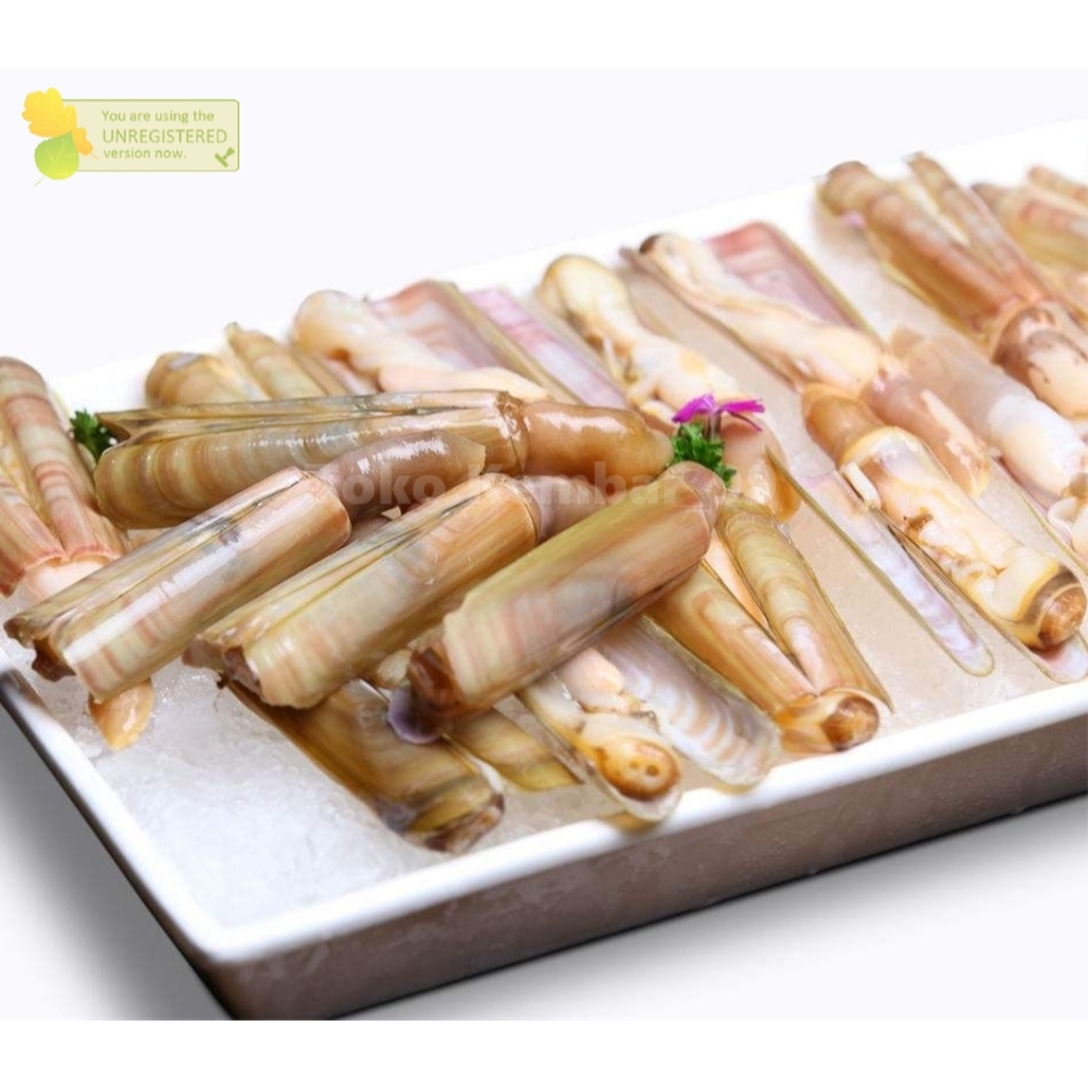 

Kerang Bambu Segar Kerang Bambu 1Kg