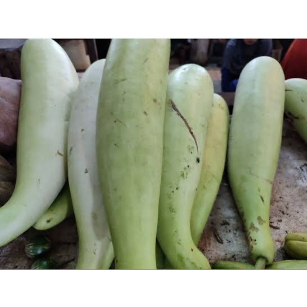 

labu putih 1 biji besar segar bppn