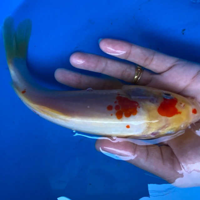 Koi Unik Langka ikan Koi sehat berkwalitas premium