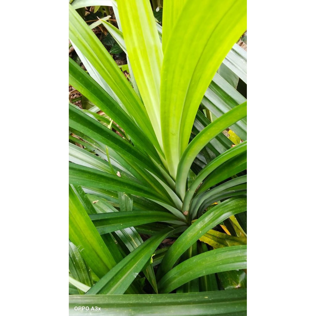 

daun pandan wangi 20 helai masih segar