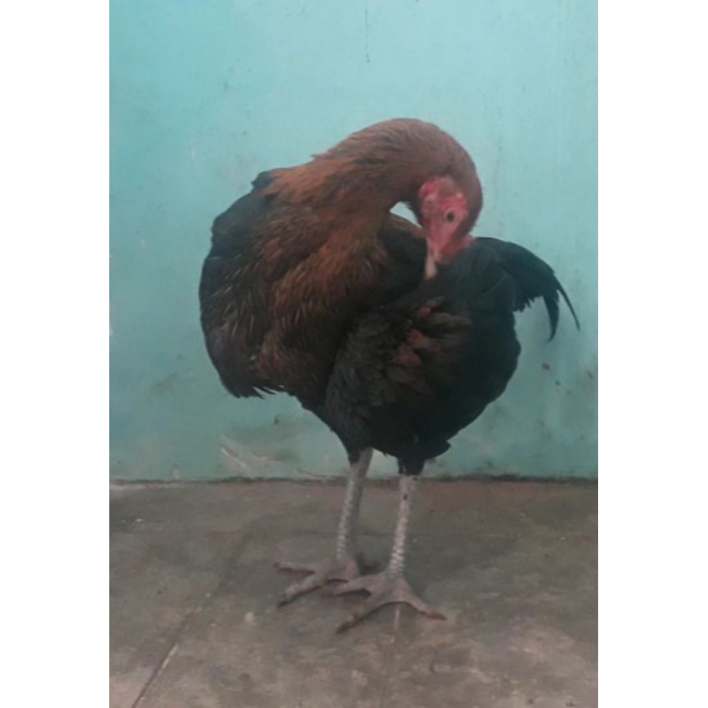 ayam bangkok / babon banci / satu satunya yang pernah ada