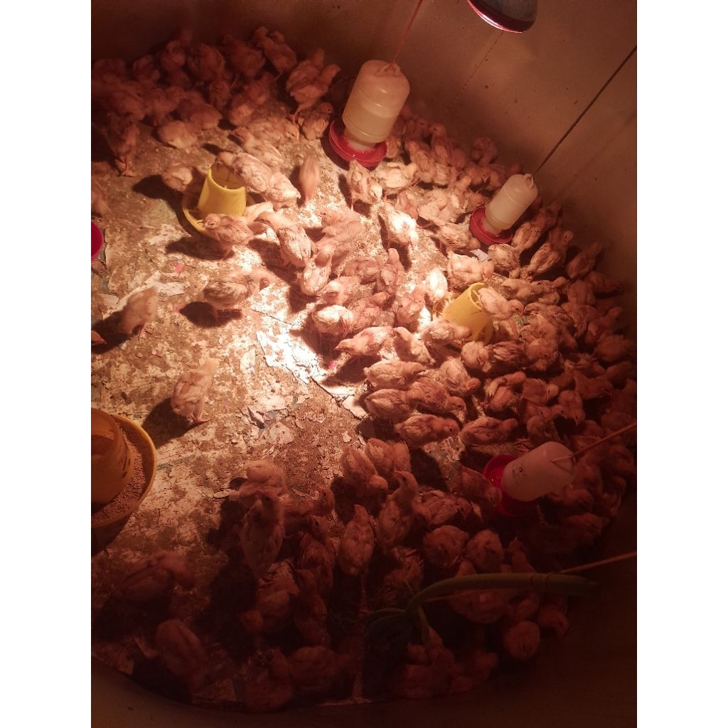 

ayam petelur