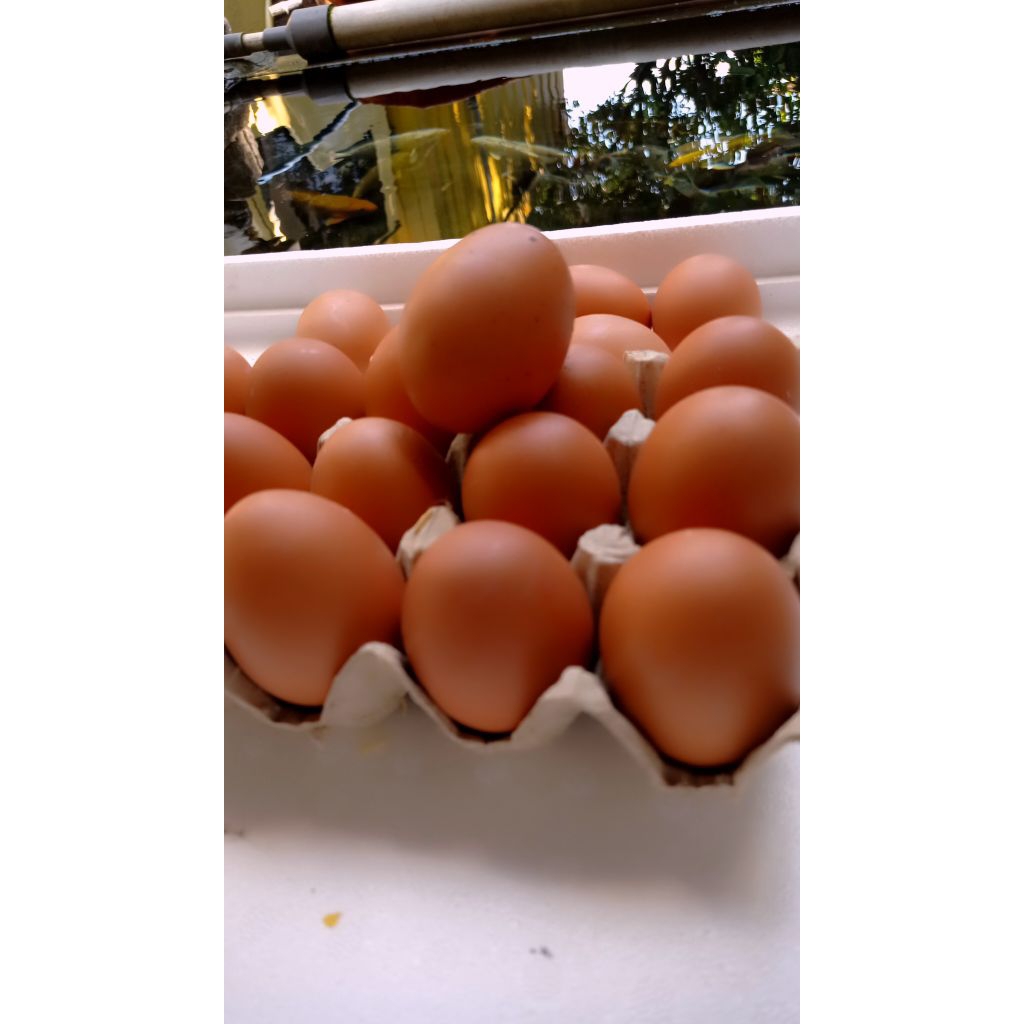 

Telur Ayam.telurAyamFresh