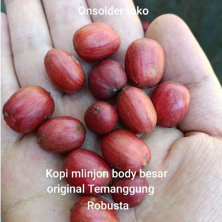 Kopi Petik Merah Mlinjon Robusta Pringsurat Basah 500 gram