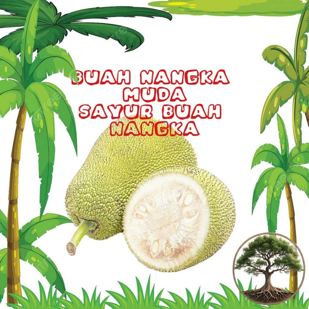 

Promo buah nangka muda segar 1kg