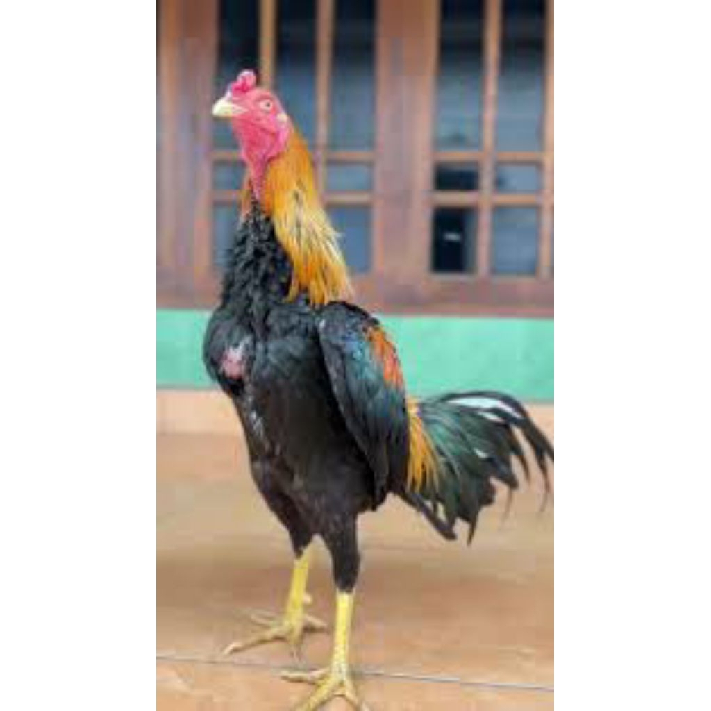 

paket hemat 10 telur ayam wiring kuning fertil siap buat ditetaskan